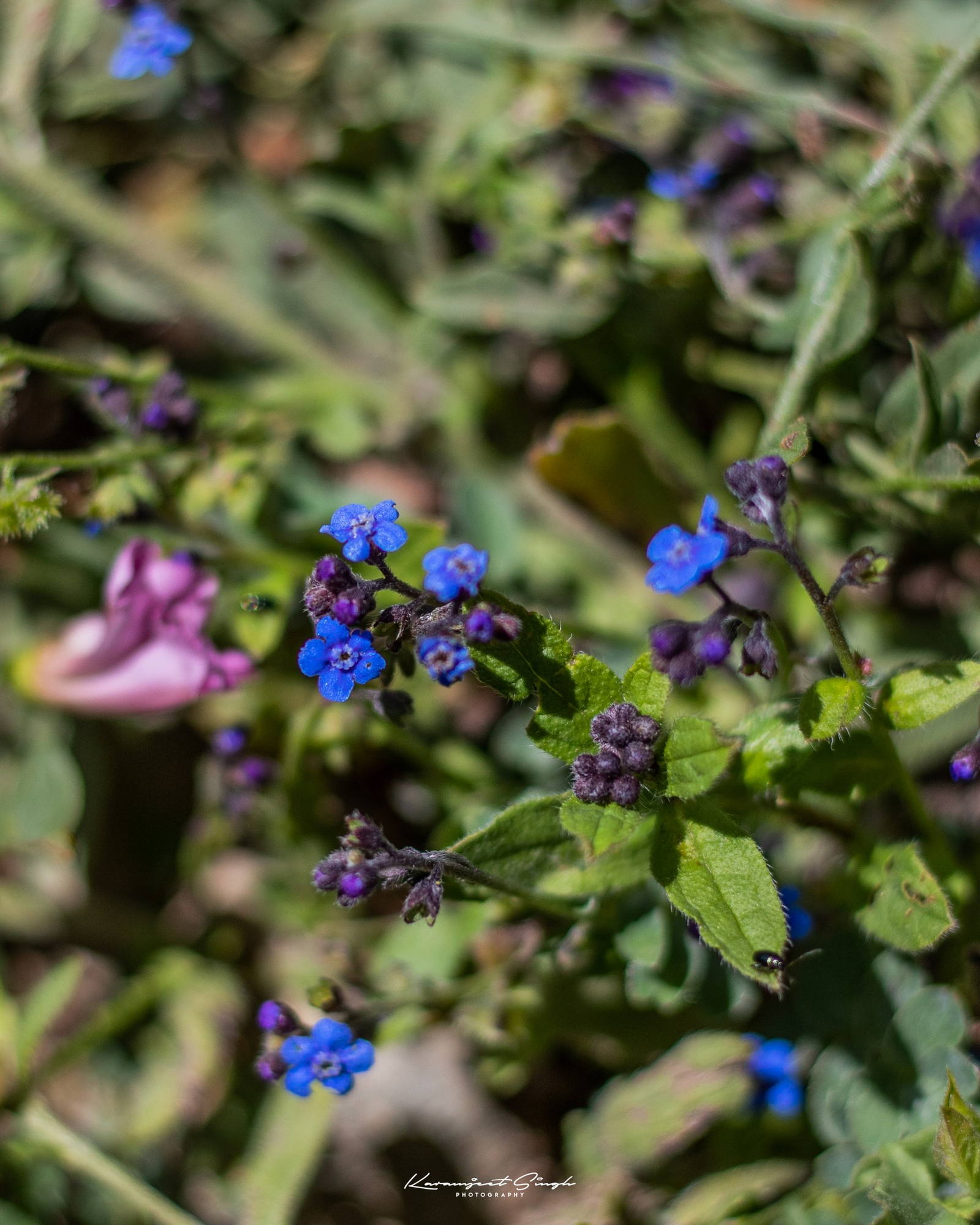 Drenmo Lodge Drenmo Lodge: Blaue Blüten