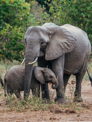 Anabezi Luxury Tented Camp: Elefantenkuh mit Baby