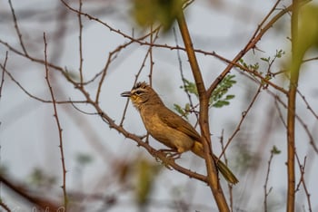 Bamboo Forest Safari Lodge: Babbler