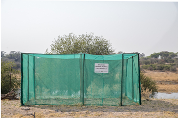 Boteti River Camp: Chilipepperpflanzung für Elefantenabwehr