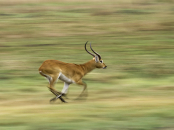 Busanga Bush Camp: Antilope im Galopp