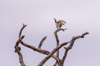 Camp Kuzuma: Grey Hornbill