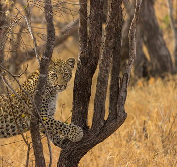 Cheetah Plains: Junger Leopard