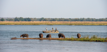 Old Mondoro Camp: Nilpferde