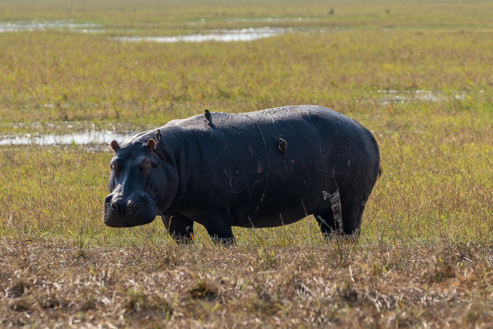 Chisa Busanga Camp Chisa Busanga Camp: Hippo