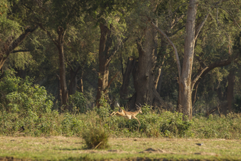 Tusk and Mane Safaris Tusk and Mane Safaris: Fliehendes Impala