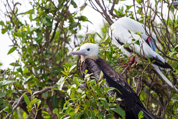 Cosmoledo Eco Camp: Seevögel in den Sträuchern