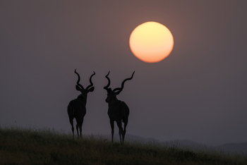 Damaraland Camp: Kudu Silhouette