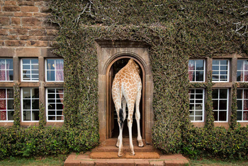 Giraffe Manor: Giraffenerlebnis