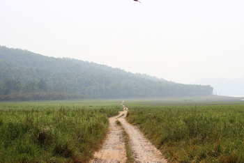 Jim's Jungle Retreat: Grasland