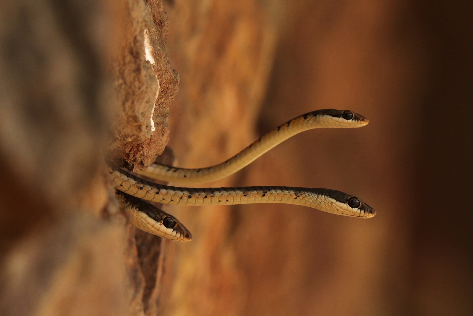 Kaav Safari Lodge Kaav Safari Lodge: Bronze-backed Treesnakes