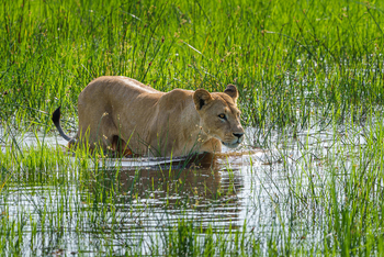 Karangoma Camp: Löwin im Flutgebiet