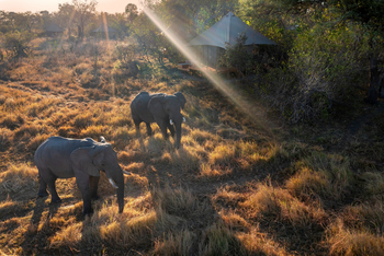 Khwai Lediba Camp: Elefanten vor den Gästezelten