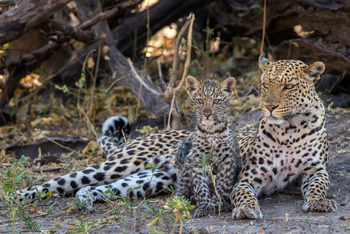 King's Pool Camp King's Pool Camp: Leoparding mit Jungtier