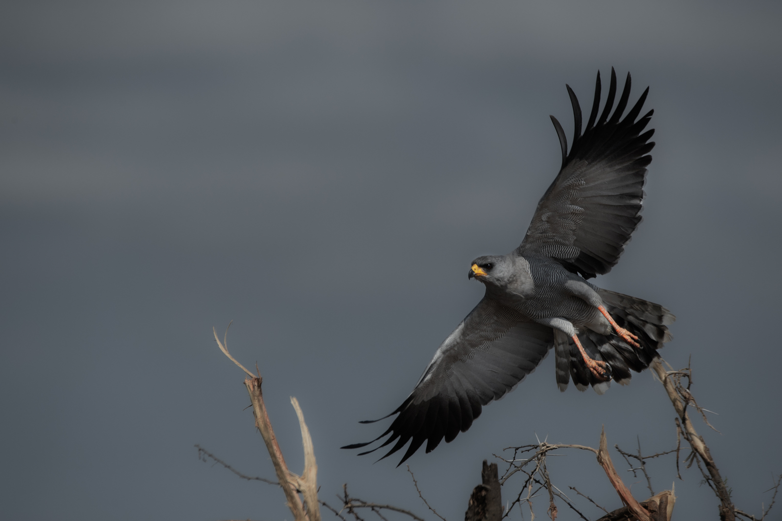 Laikipia Wilderness Camp Laikipia Wilderness Camp: Habicht
