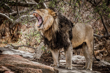 Legendary Mila Tented Camp: Gähnender Löwe