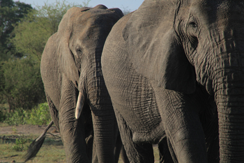 Little Chem Chem: Seitenelefanten