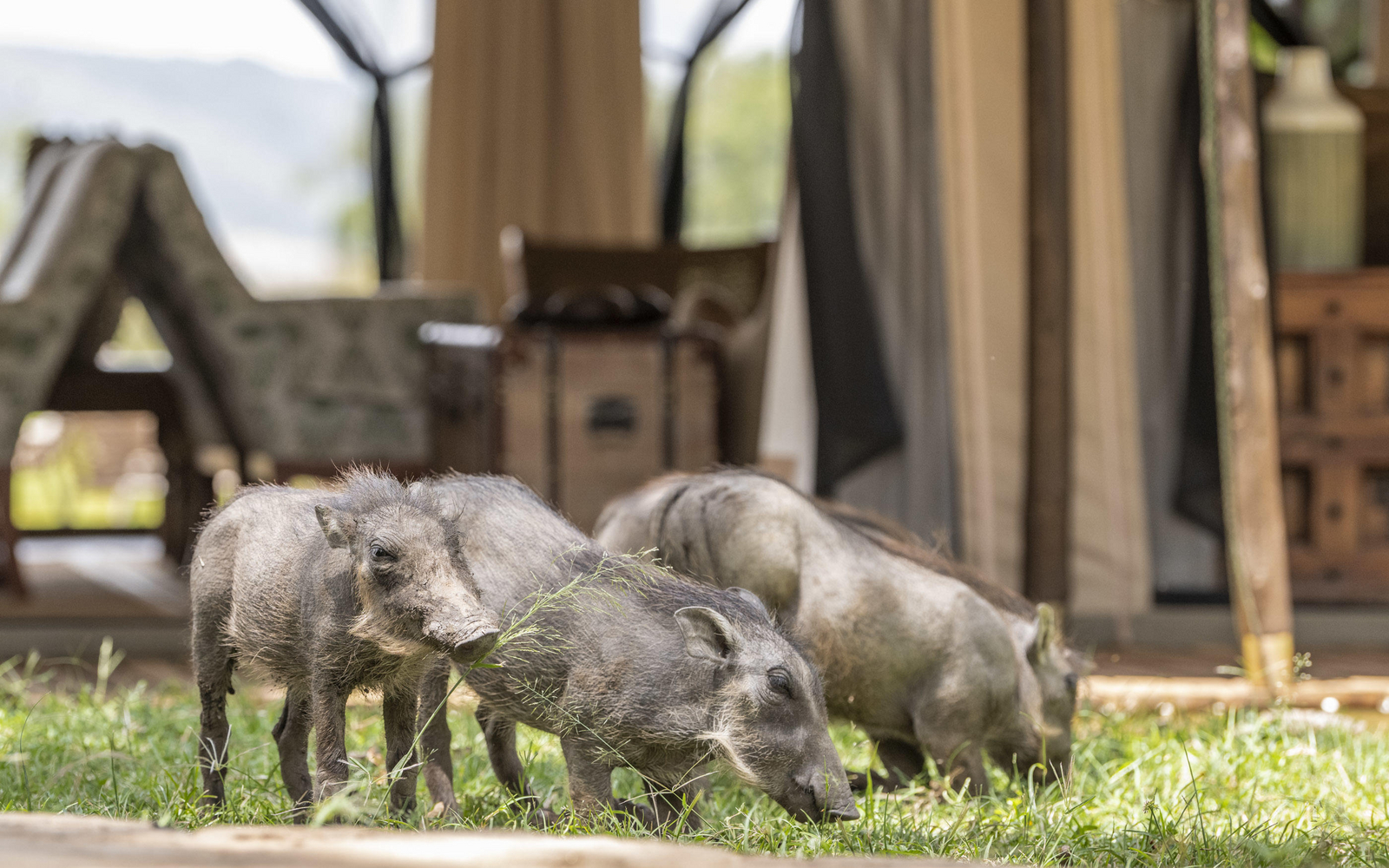 Little Governors' Camp Little Governors' Camp: Junge Warzenschweine im Camp