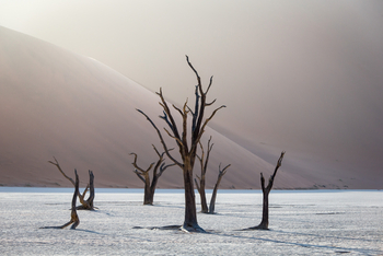 Little Kulala: Bäume im Dead Vlei