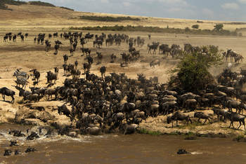 Mara Toto Tree Camp: Start zum Crossing