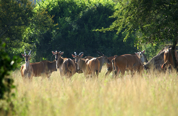 Mihingo Lodge: Elenantilopen