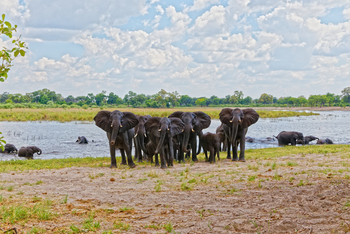 Nambwa Tented Lodge: Elefanten am Kwando