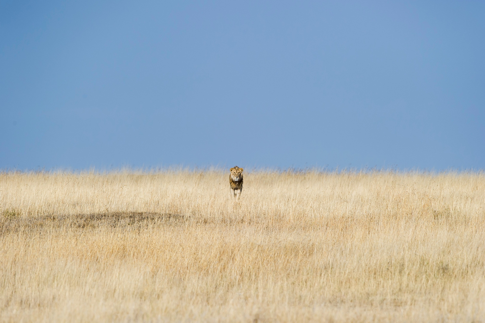 Namiri Plains Camp Namiri Plains Camp: Männlicher Löwe