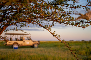 Nata Lodge Nata Lodge: Akazienzweig