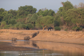 Nkonzi Bush Camp: Elefanten im Luangwa
