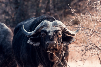 Nxai Pan Camp: Büffel