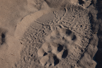 Okavango Explorers Camp Okavango Explorers Camp: Elefanten- und Leopardenspur