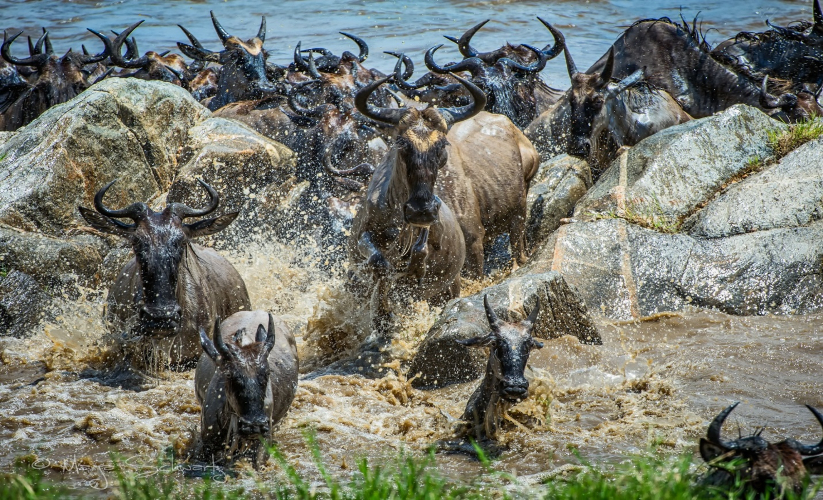 Olakira Migration Camp Olakira Migration Camp: Gnus beim River Crossing
