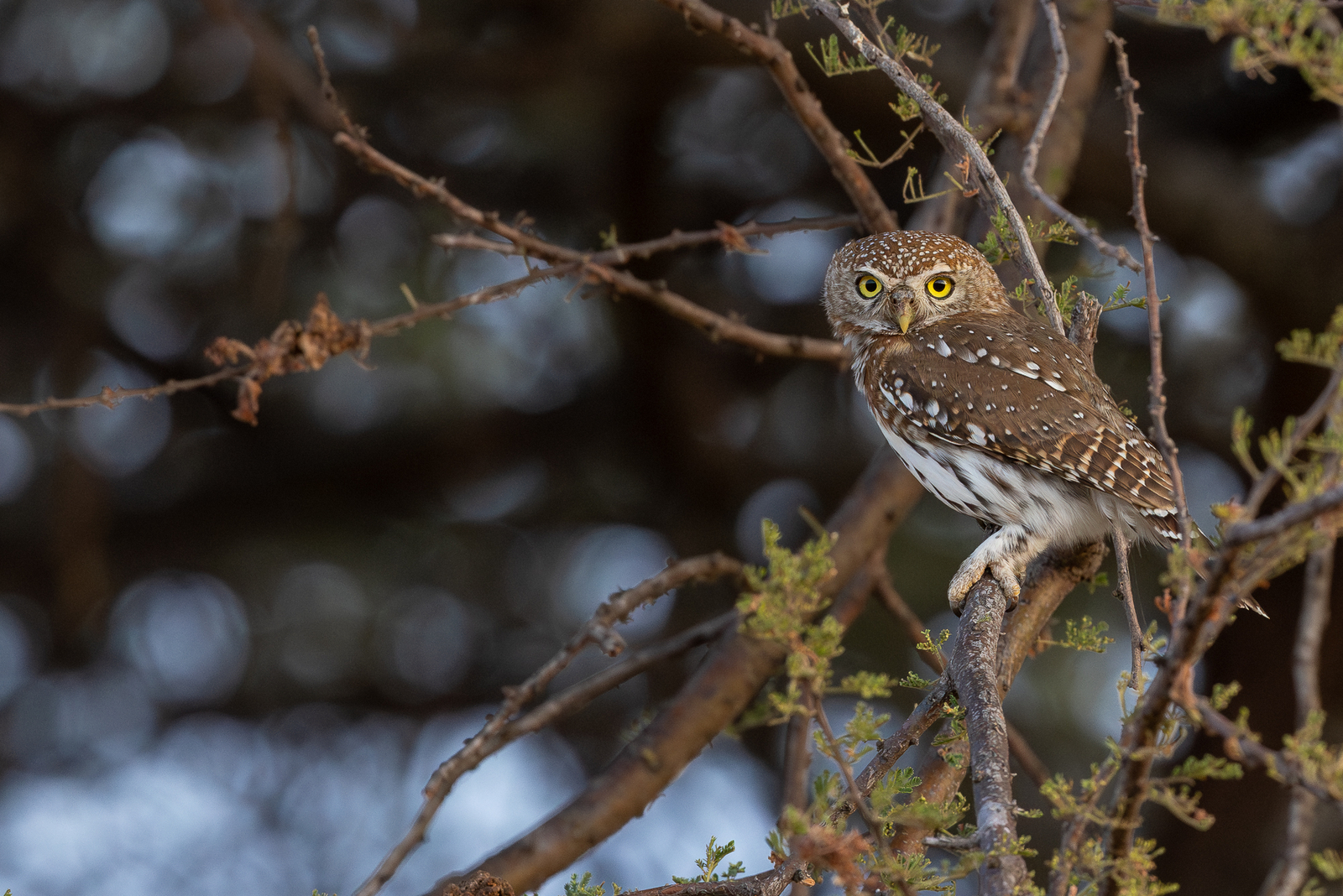 Olkeri Camp Olkeri Camp: Pearl-spotted Owlet