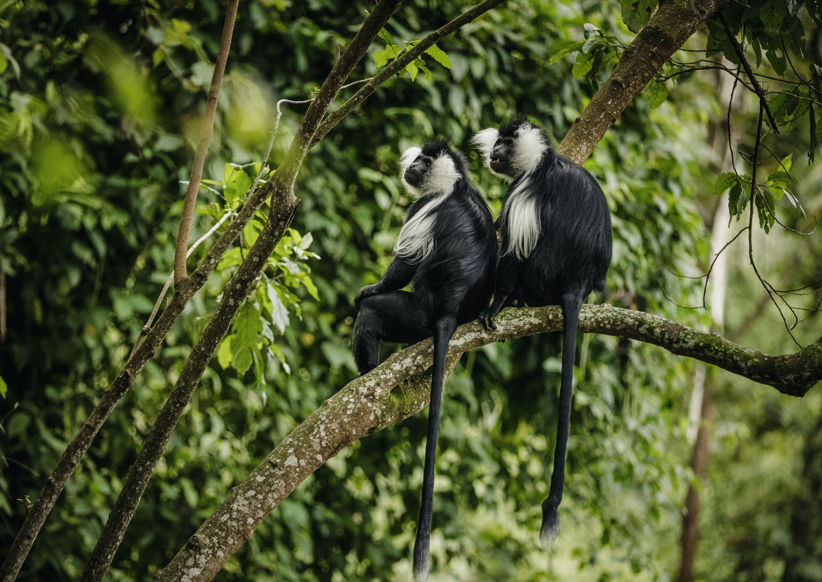 One and Only Nyungwe House One and Only Nyungwe House: Zwei Colobus Affen im Geäst