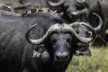 Qorokwe Camp: Büffel mit Oxpeckern