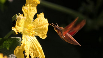 Reni Pani Jungle Lodge: Hummingbird Moth
