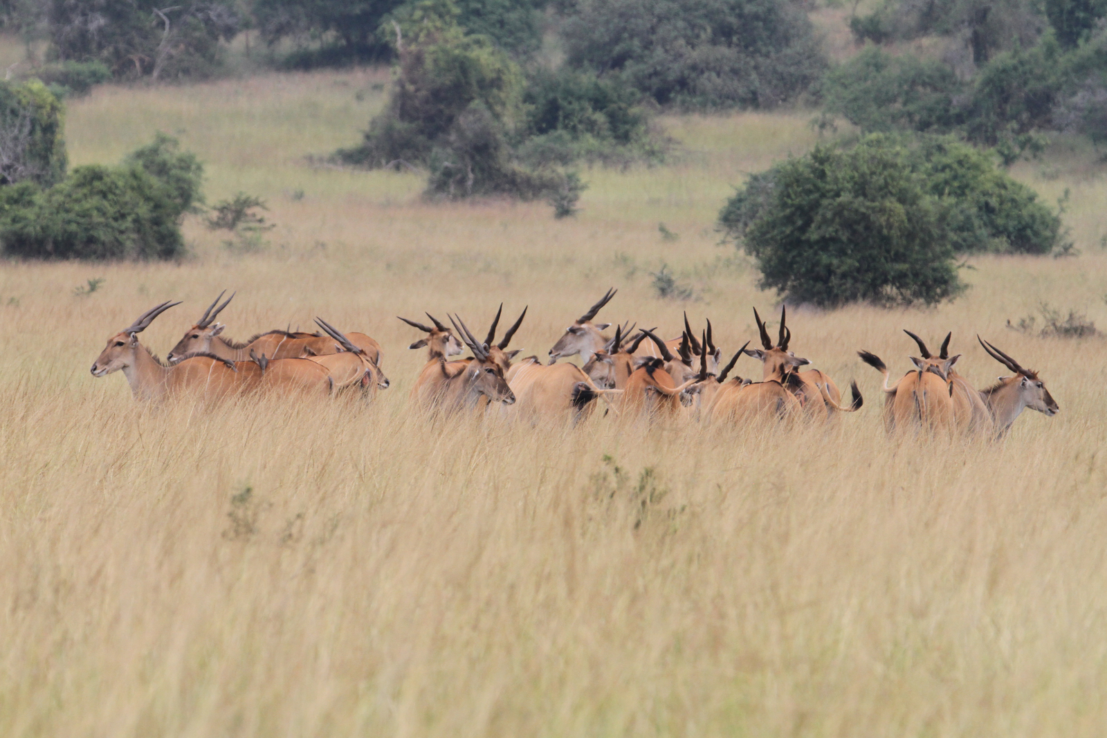 Ruzizi Tented Lodge Ruzizi Tented Lodge
