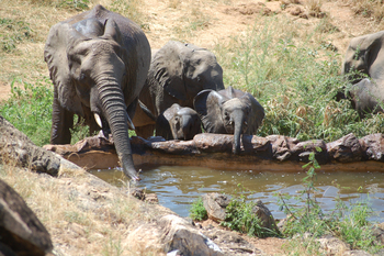 Sarara Camp: Durstige Elefanten
