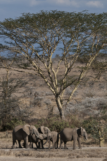 Segera Retreat: Elefantenherde