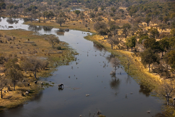 Selinda Explorers Camp Selinda Explorers Camp: Selinda Spillway mit Elefant