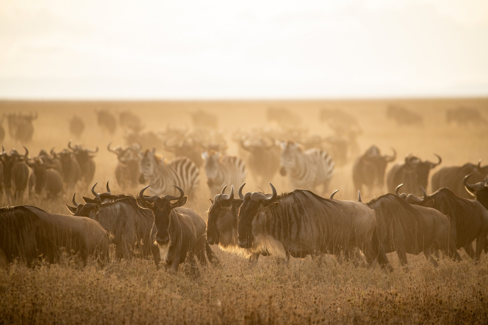 Serengeti Sametu Camp Serengeti Sametu Camp: Gnus und Zebras
