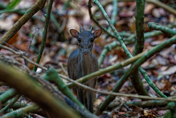 Sette Cama Eco Camp: Blue Duiker