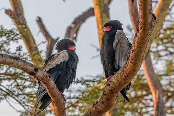 Sirikoi Lodge Sirikoi Lodge: Gauklerpaar