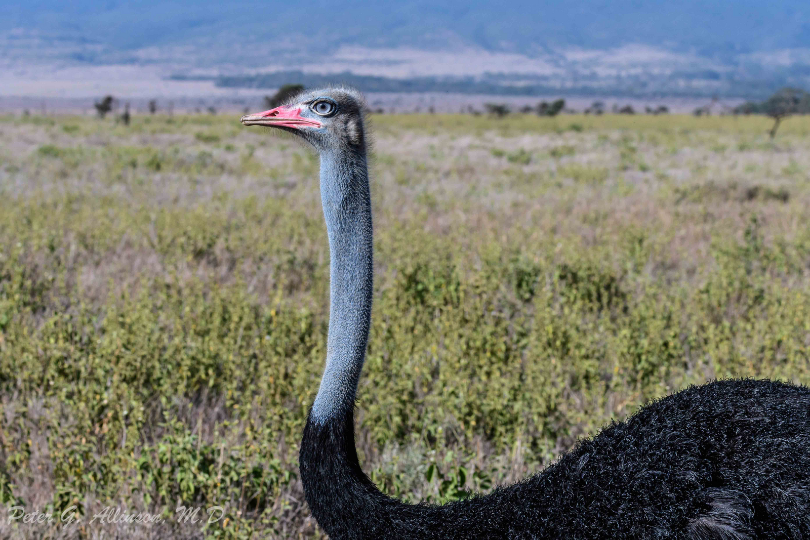 Sirikoi Lodge Sirikoi Lodge: Strauß
