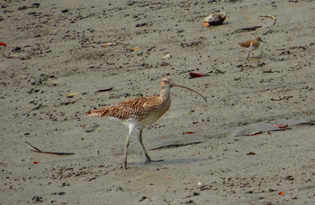 Sunderban Tiger Camp: Großer Brachvogel