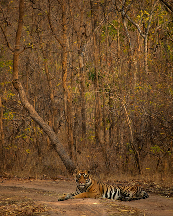Tathastu Resort Bandhavgarh: Tiger Dabadol