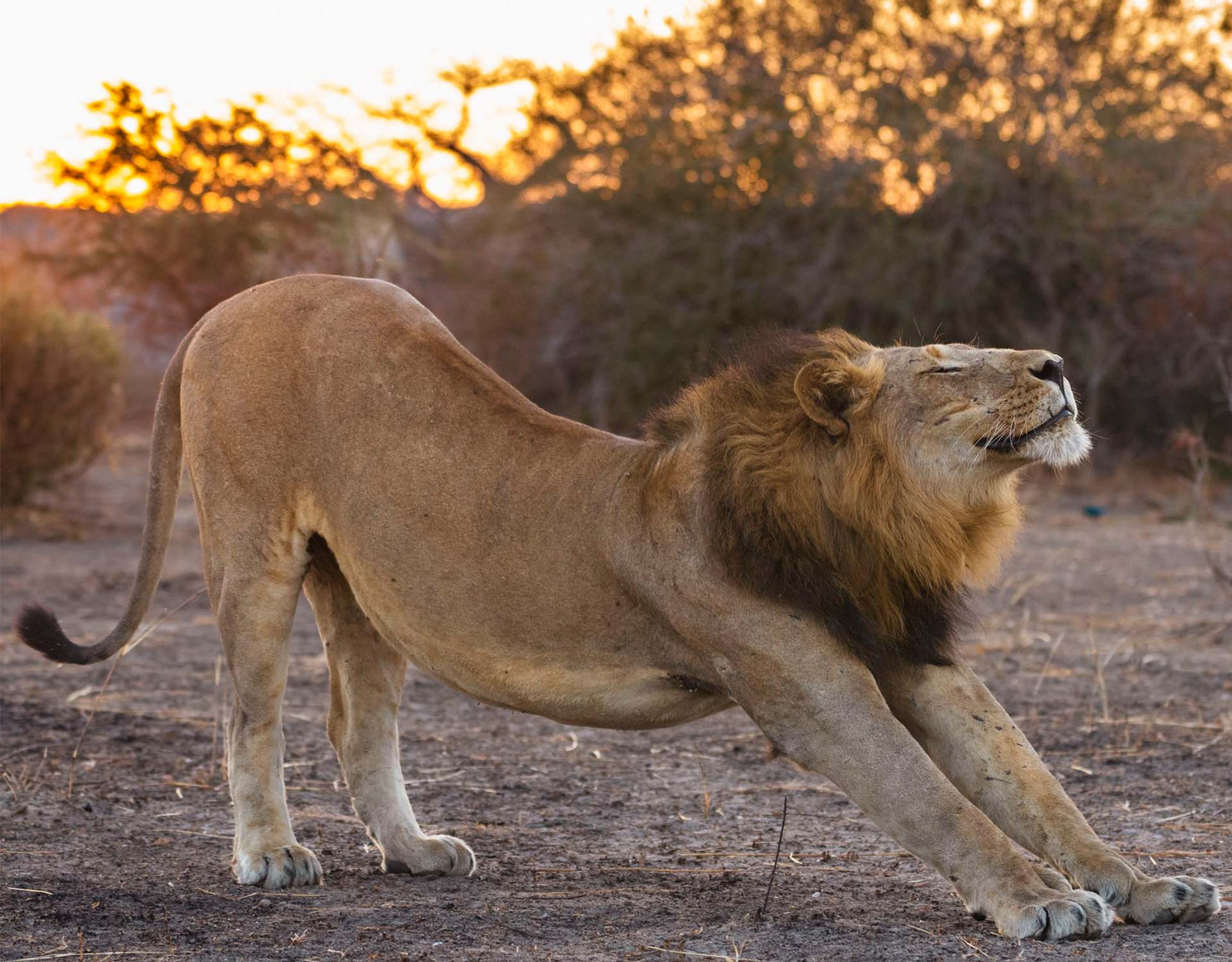 Usangu Expedition Camp Usangu Expedition Camp: Gestreckter Löwe