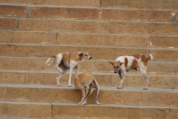 Varanasi: Hunde auf den Ghats