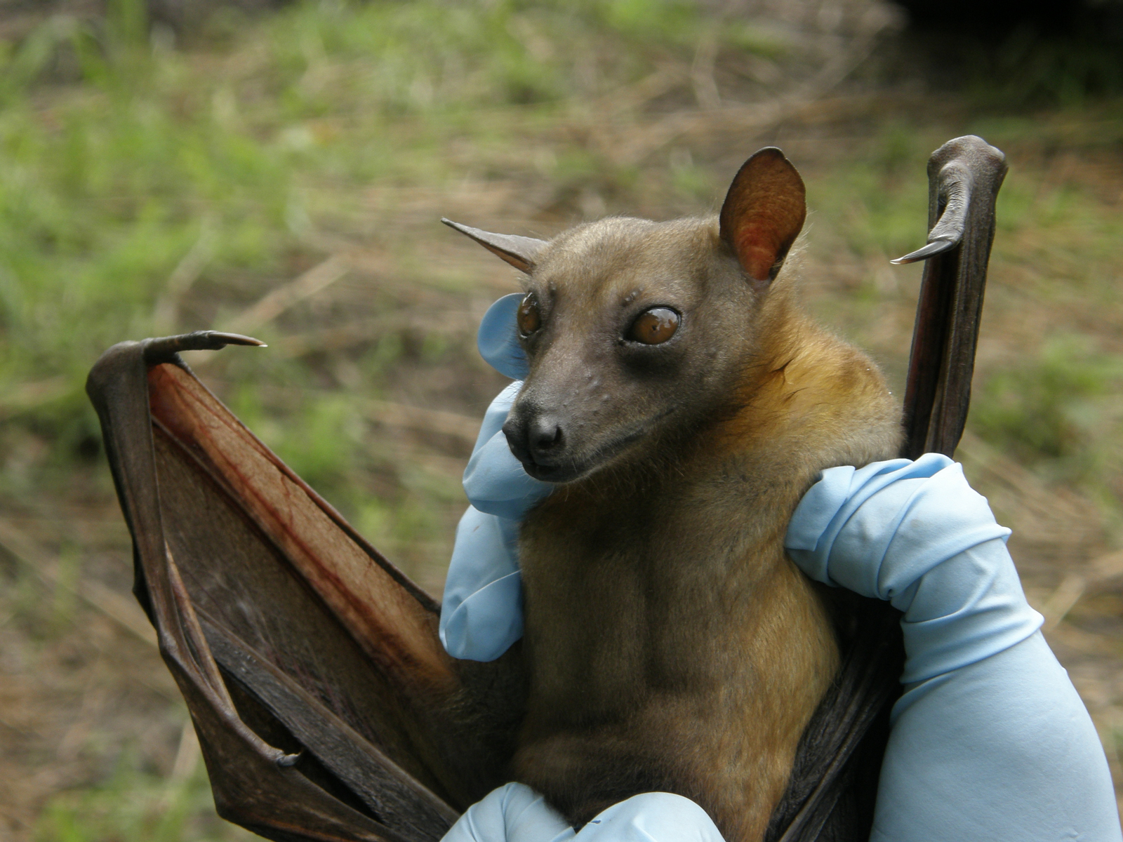 Wasa Lodge Wasa Lodge