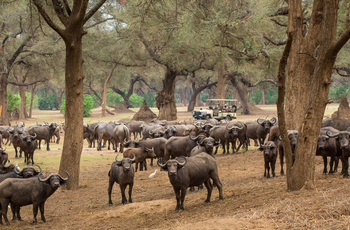 Amanzi Camp: Büffel